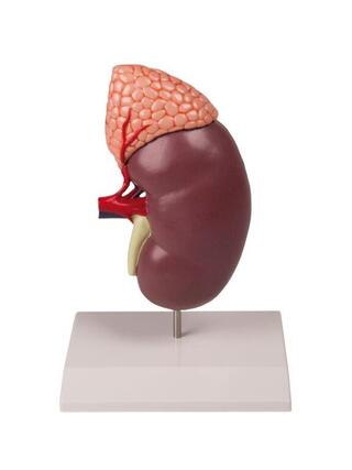 Rim com glândula adrenal, 2 vezes aumentado, 2 partes