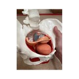 Pélvis feminina com músculos, útero e bexiga