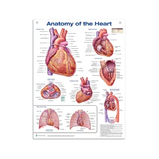 Cartaz de anatomia do coração em filme plástico PET de alto brilho Inglês (Anatomia do coração)
