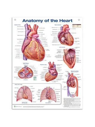 Cartaz de anatomia do coração em filme plástico PET de alto brilho Inglês (Anatomia do coração)