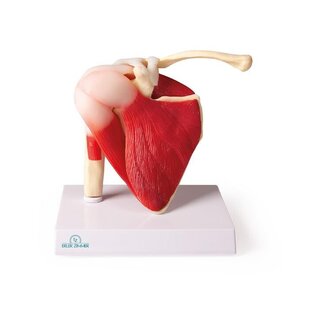 Modelo de ombro com músculos e ligamentos