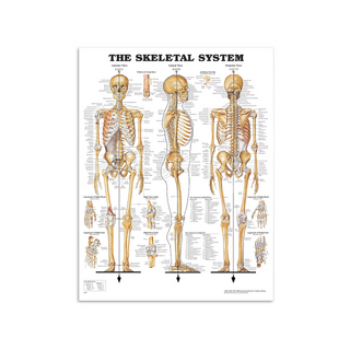 Pôster de anatomia - Pôster de esqueleto em filme plástico PET de alto brilho