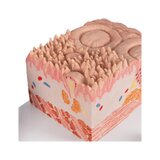 Microanatomia - língua