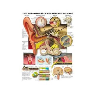 Pôster laminado sobre anatomia do ouvido, audição e equilíbrio