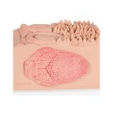 Microanatomia - língua