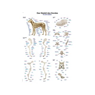 Esqueleto de Cachorro – Pôster Anatômico 70x100 cm