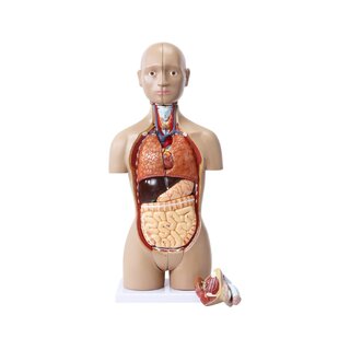 Mini torso com 15 partes e genitália intercambiável