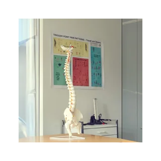 Modelo flexível da coluna vertebral com nervos, articulação do quadril e tripé.