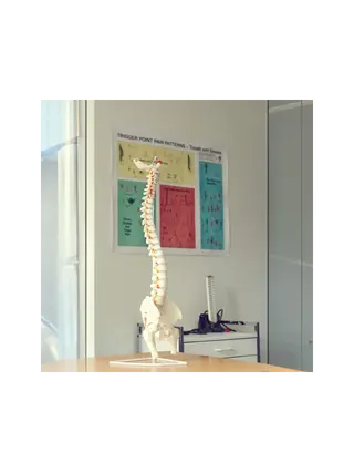 Modelo flexível da coluna vertebral com nervos, articulação do quadril e tripé.