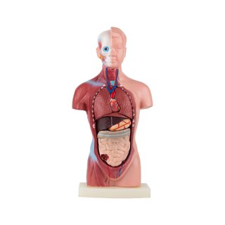 Mini torso 15 peças