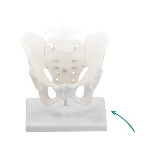 Suporte para coluna vertebral