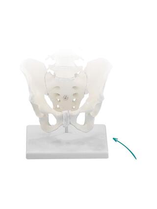 Suporte para coluna vertebral