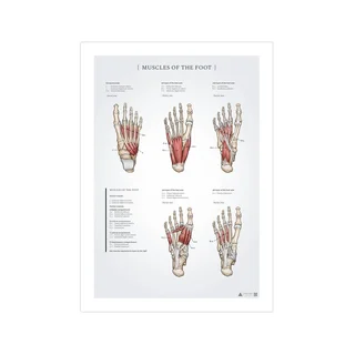 Pôster de anatomia dos músculos do pé, 50x70mm