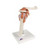 Modelo de ombro flexível com ligamentos e superfícies articulares coloridas
