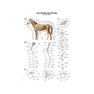 Pôster esqueleto de cavalo 50x70 cm