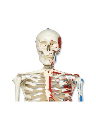 3B Scientific - Esqueleto com marcações musculares