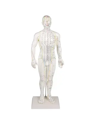 Figura de acupuntura chinesa, homem
