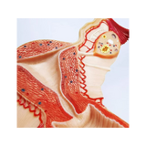 Modelo de anatomia da genitália feminina