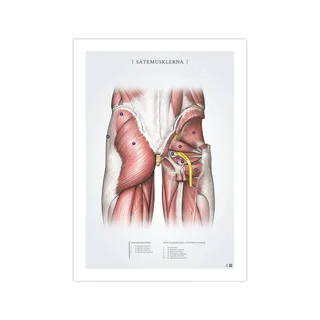 Suporte para glúteos 50x70mm