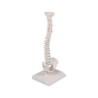 Coluna vertebral em miniatura