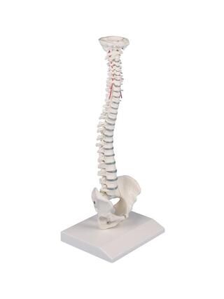 Coluna vertebral em miniatura