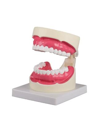 Modelo de higiene oral 1,5 vezes o tamanho natural
