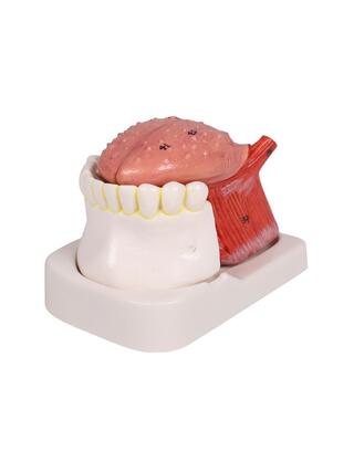 Modelo de língua e dentes, tamanho real, 4 partes