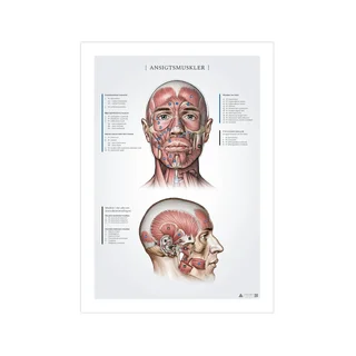 Registros de anatomia dos músculos faciais 50x70mm