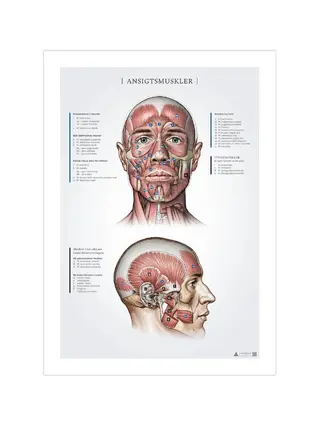 Registros de anatomia dos músculos faciais 50x70mm
