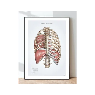 Anatomia do pôster - Músculos respiratórios, diafragma e costelas