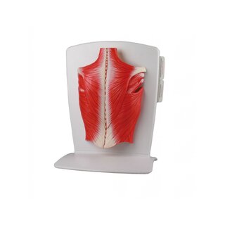 Modelo da musculatura das costas em 4 partes
