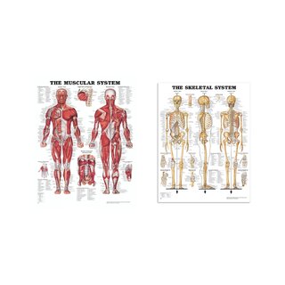 Pacote Completo de Anatomia - Músculos e Esqueleto