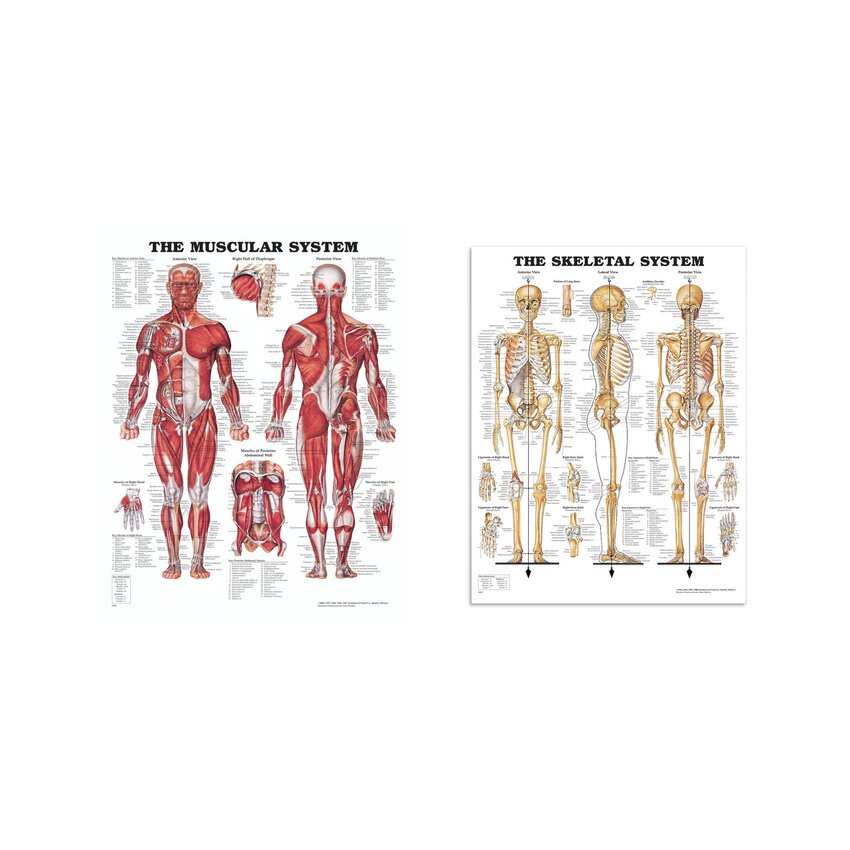 Pacote Completo de Anatomia - Músculos e Esqueleto