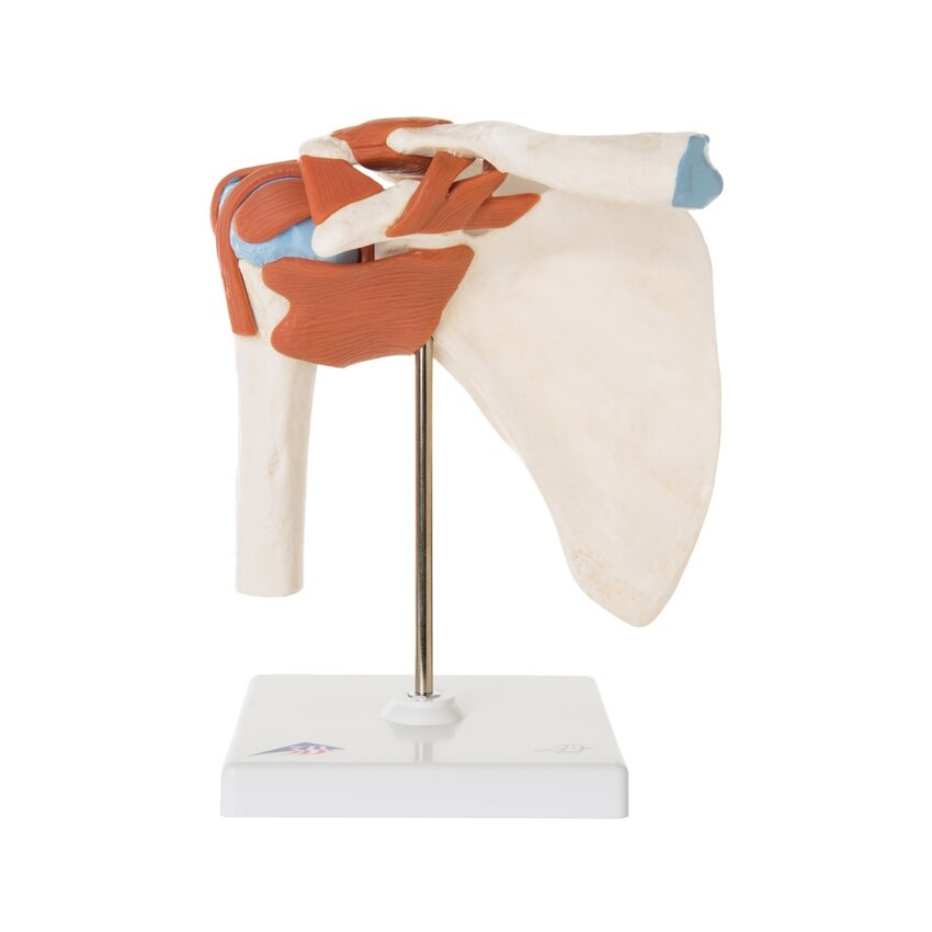 Modelo de ombro flexível com ligamentos e superfícies articulares coloridas
