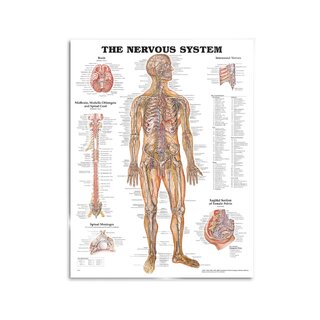 Quadro de anatomia - Nervos sistema nervoso
