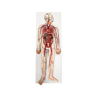Modelo do sistema cardiovascular