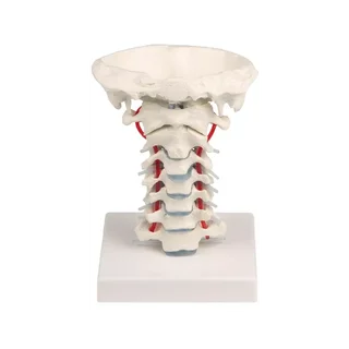 Coluna cervical com suporte