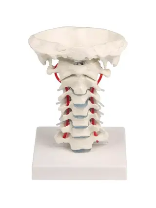 Coluna cervical com suporte