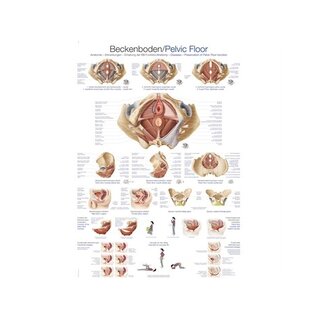 Anatomia do assoalho pélvico 70x100 cm laminado em inglês e alemão, latim