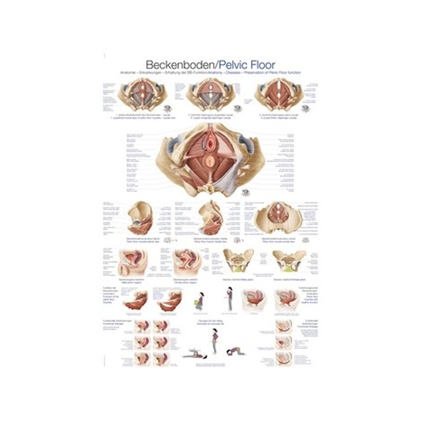 Anatomia do assoalho pélvico 70x100 cm laminado em inglês e alemão, latim