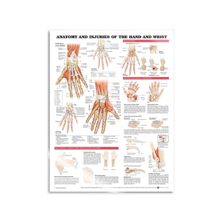 Pôster - Anatomia e Patologia da Mão e do Punho