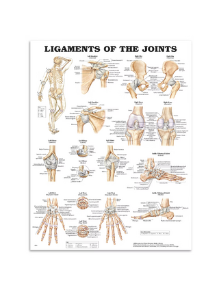 Placa laminada com juntas e ligamentos Inglês