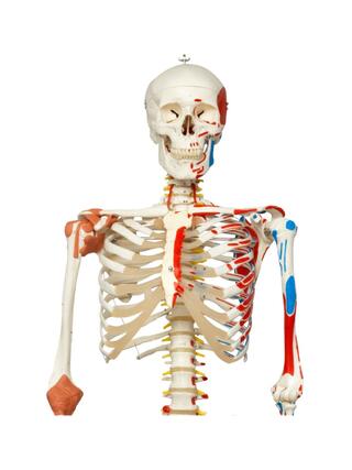 Modelo de esqueleto com coluna móvel, nervos espinhais, ligamentos, etc.