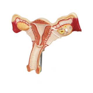 Modelo de anatomia da genitália feminina