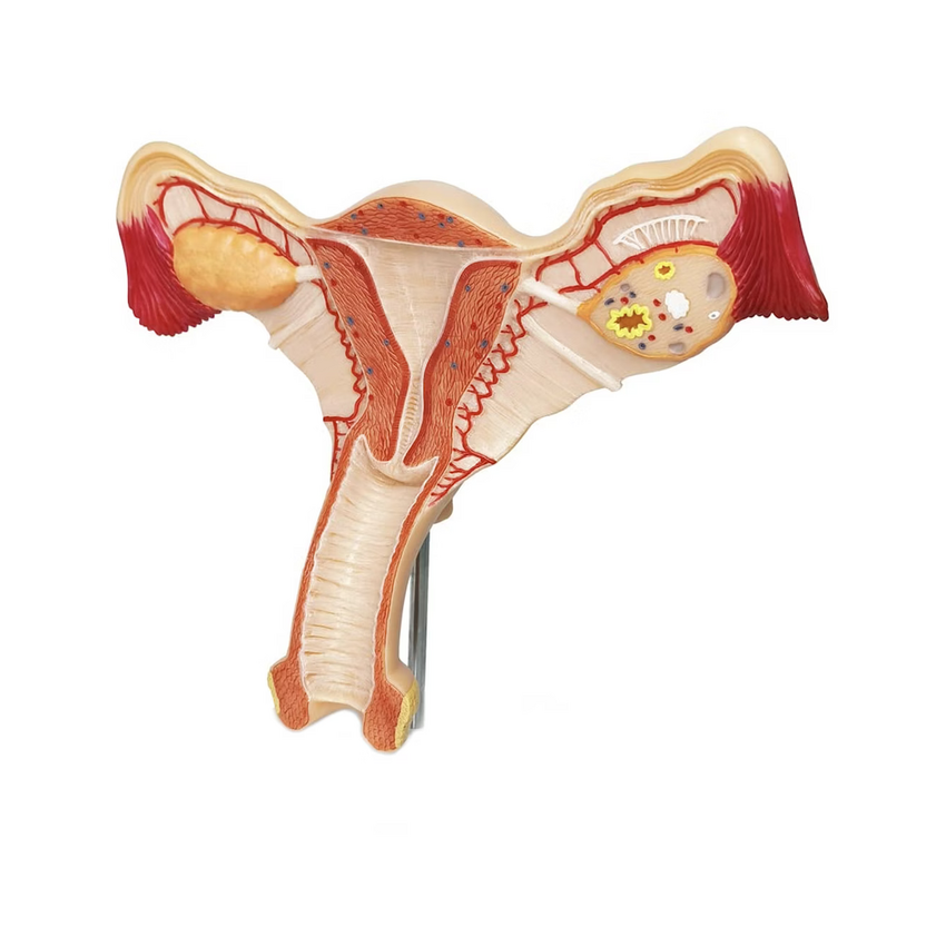 Modelo de anatomia da genitália feminina