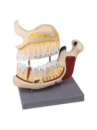 Modelo de dentista de mandíbula superior e inferior