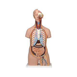 Modelo detalhado de torso sem gênero com 15 partes removíveis (cérebro detalhado e costas abertas)