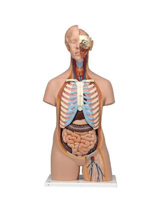 Modelo detalhado de torso sem gênero com 15 partes removíveis (cérebro detalhado e costas abertas)