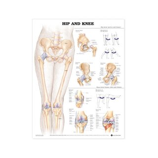 Quadro de anatomia - Quadril e joelho