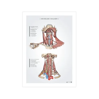 Pôster de anatomia dos músculos do pescoço 50x70mm